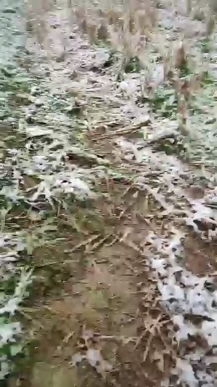哎！教主那就下雪了，真好看