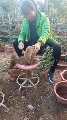 亲爱的你在想我吗