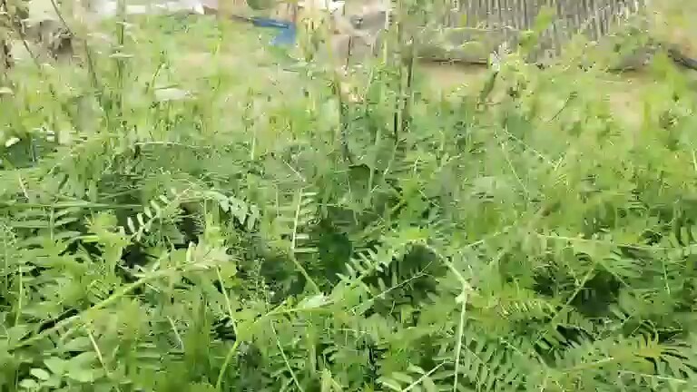主播不知道这是什么草