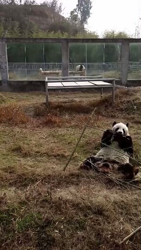 这家伙它牙齿真正那叫一个凶猛啊