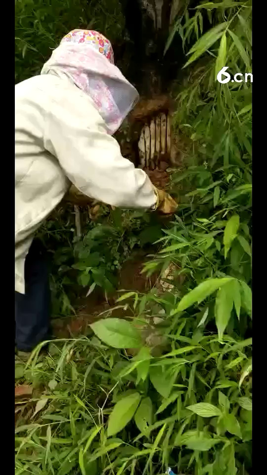 在老家采蜂蜜了、纯野生