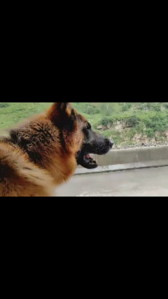 保护主人的