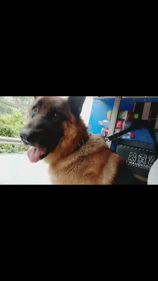 狗狗的生活