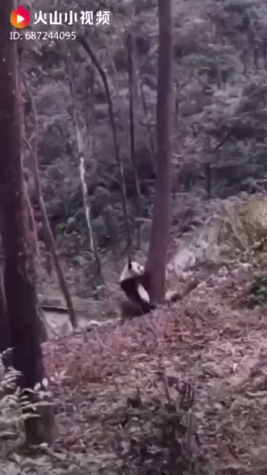 扭屁股