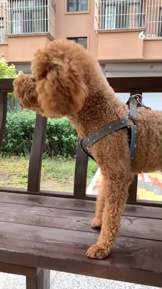 哪里有小鸡🐤呦