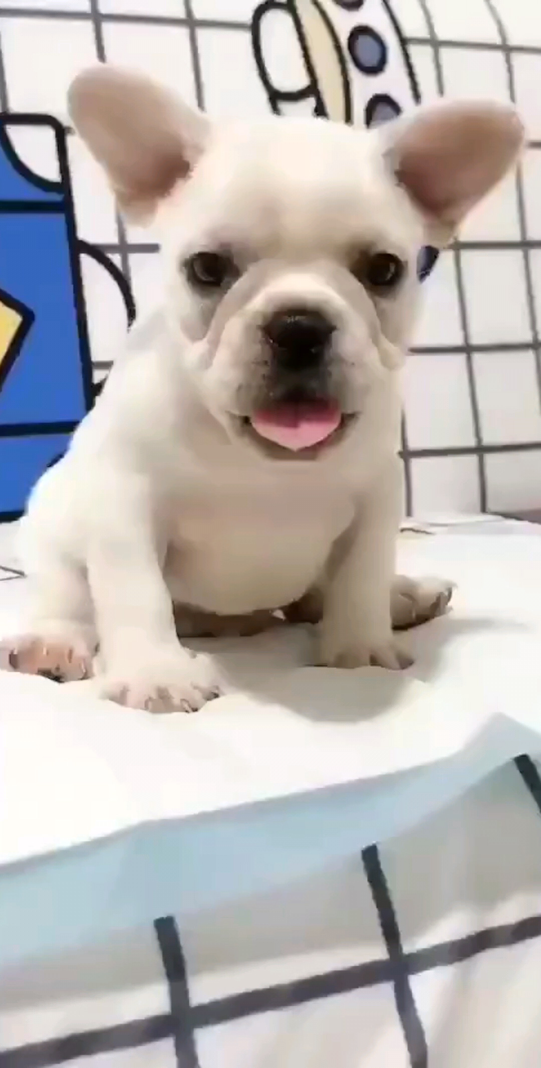 法斗