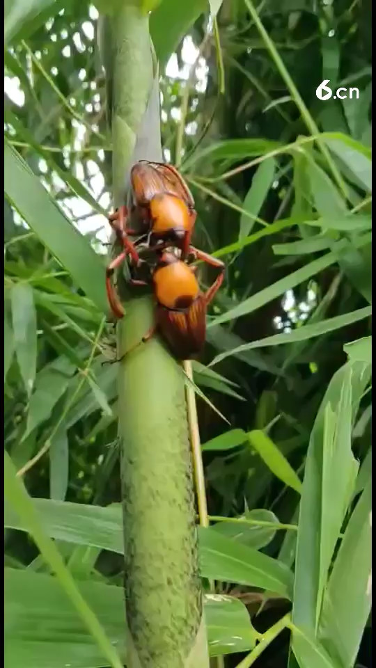 看看这是什么