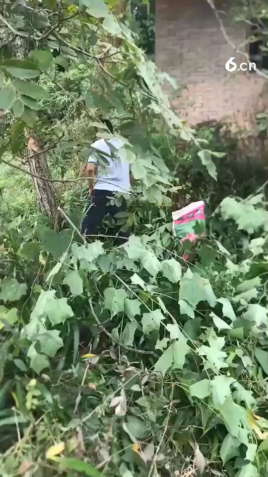 打黑桃