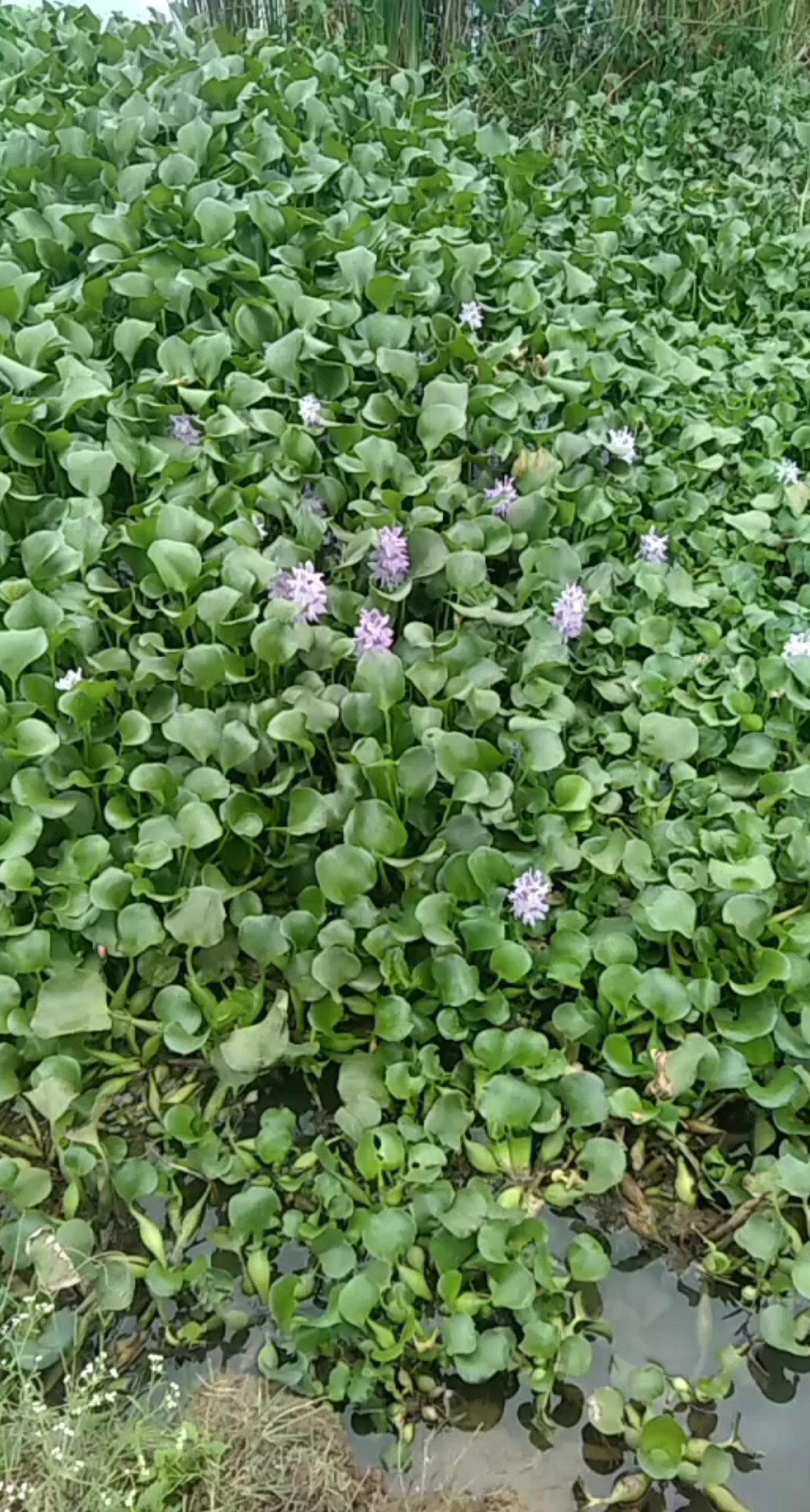 一小片花儿😁