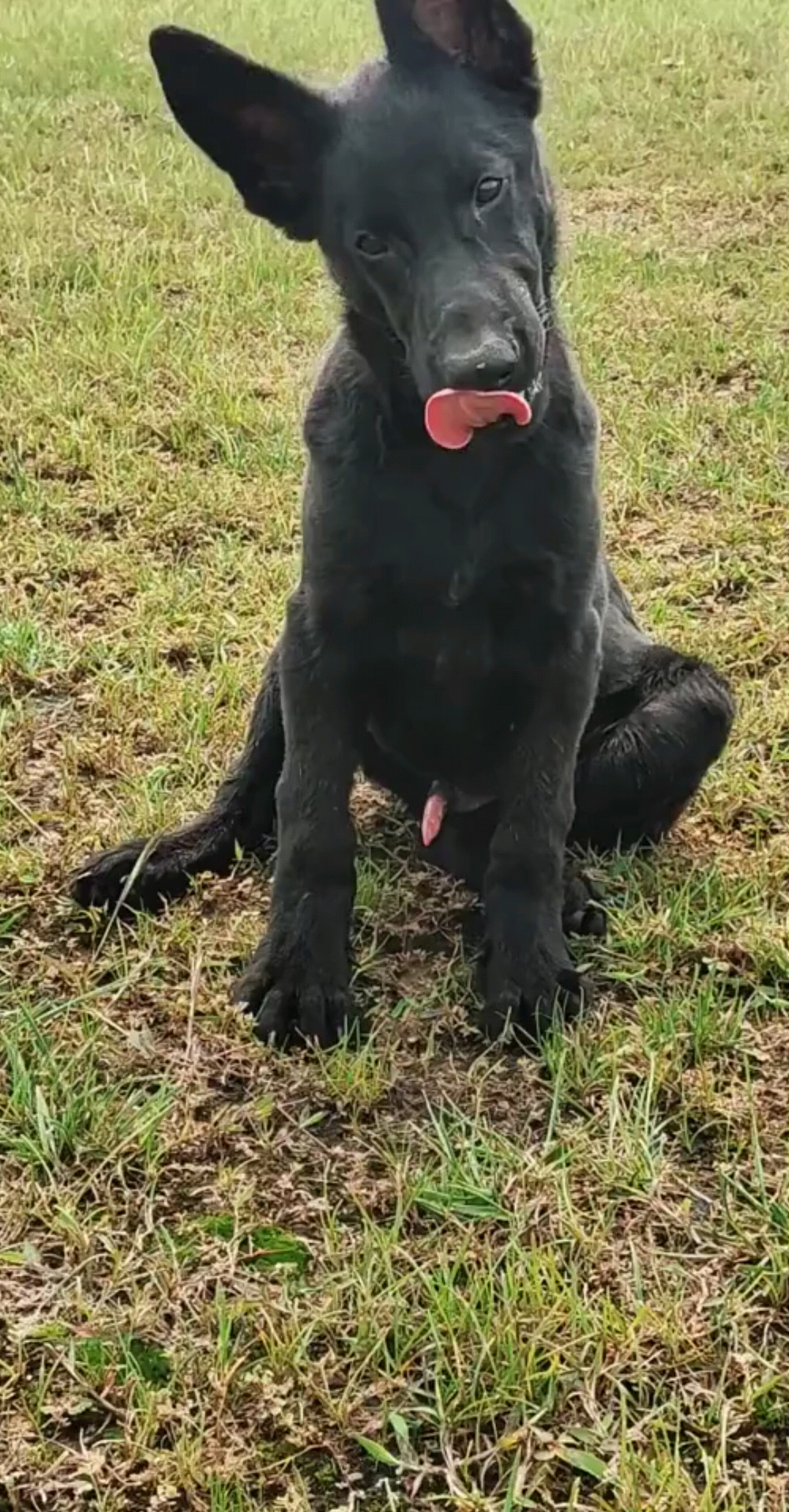 一头纯黑小公东德犬