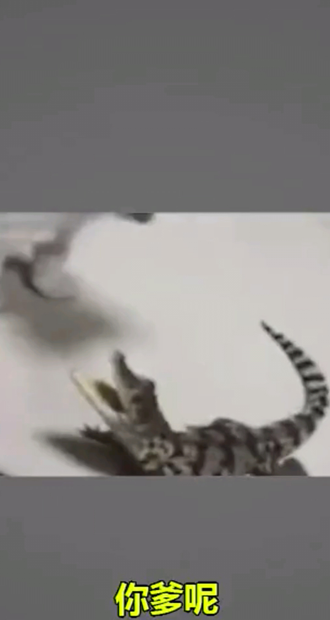 哈哈哈
