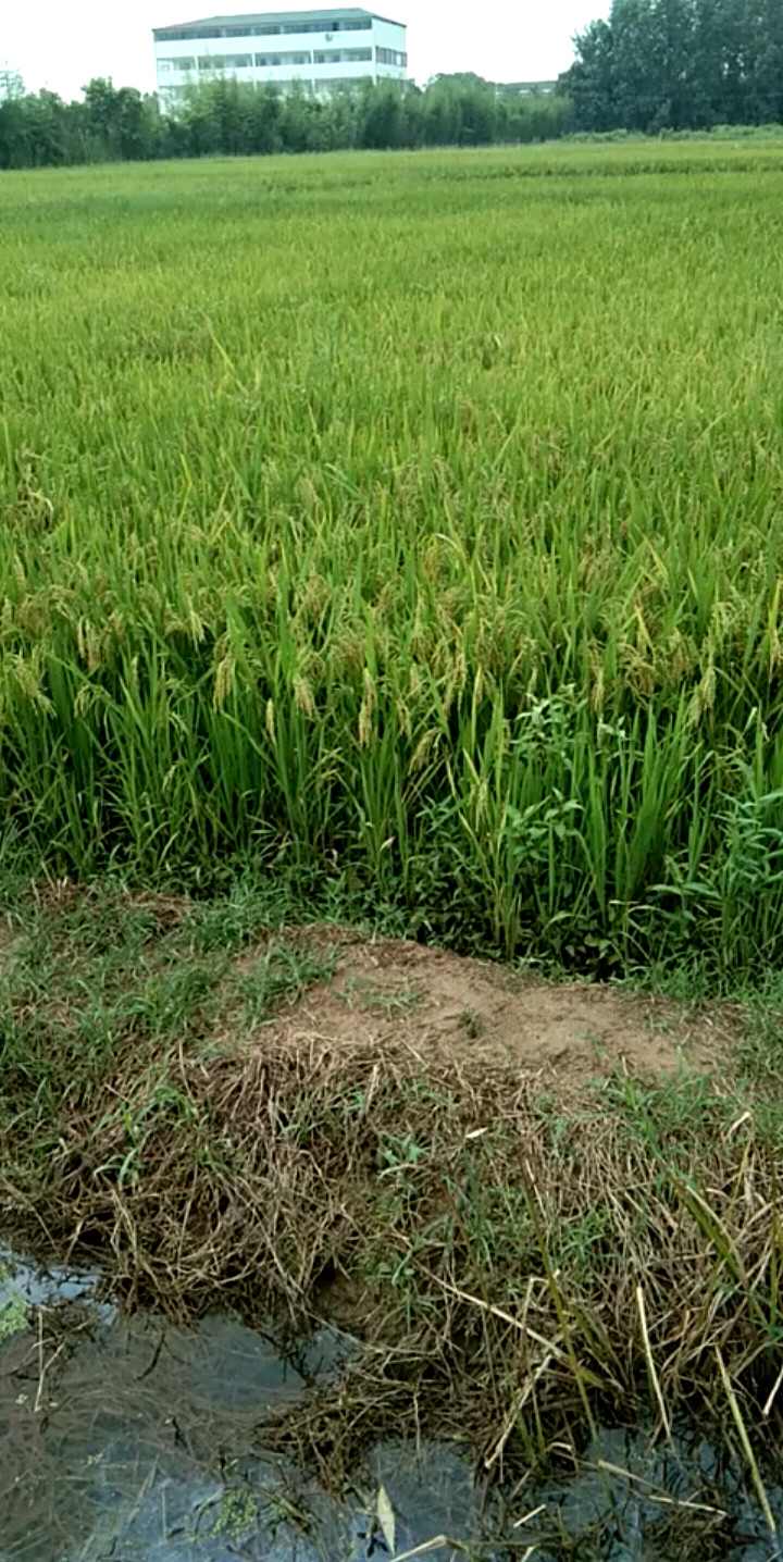 稻米
