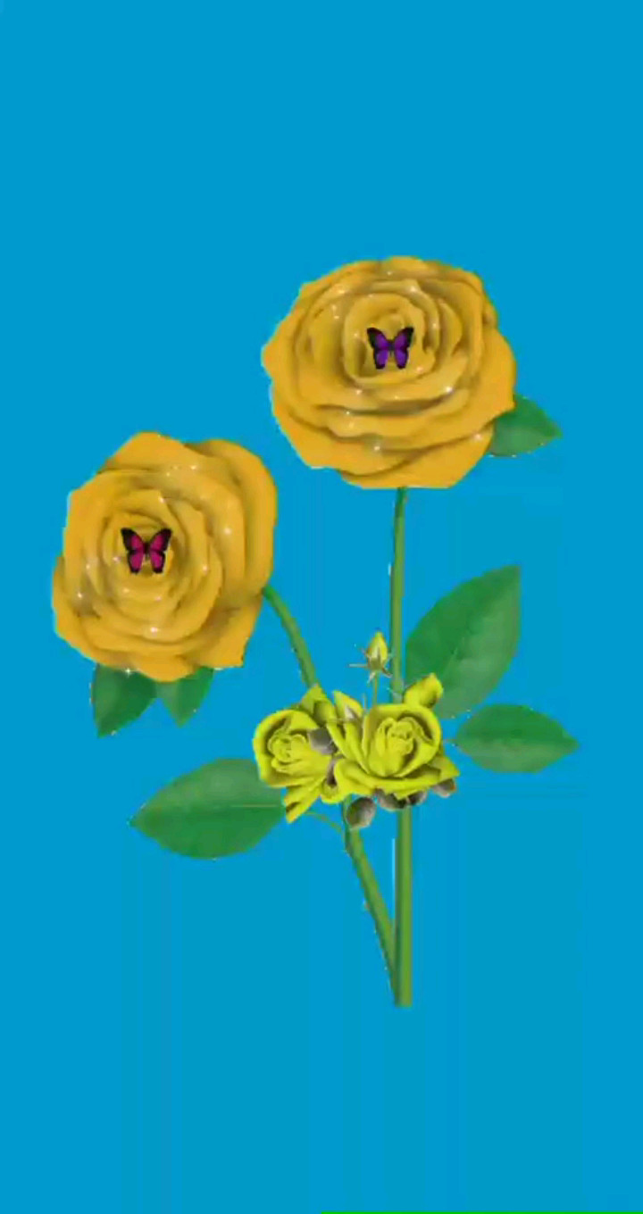 变色玫瑰花