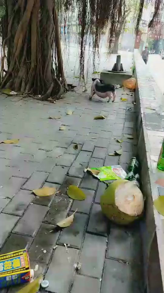 太子