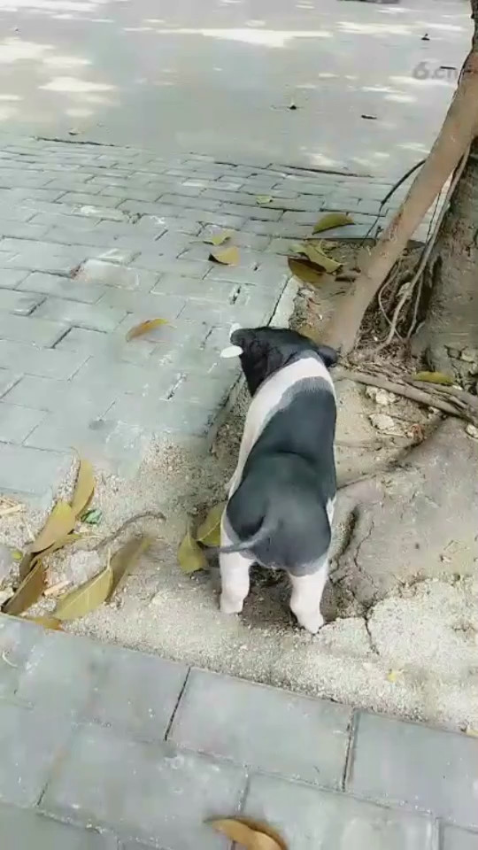 猪疯了