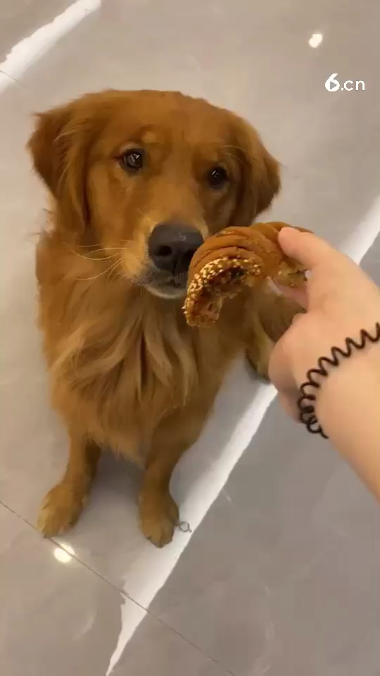 被这个毛孩子迷倒了
