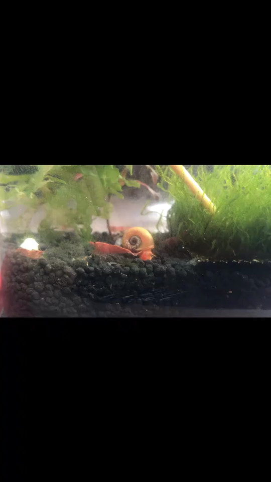 🦐