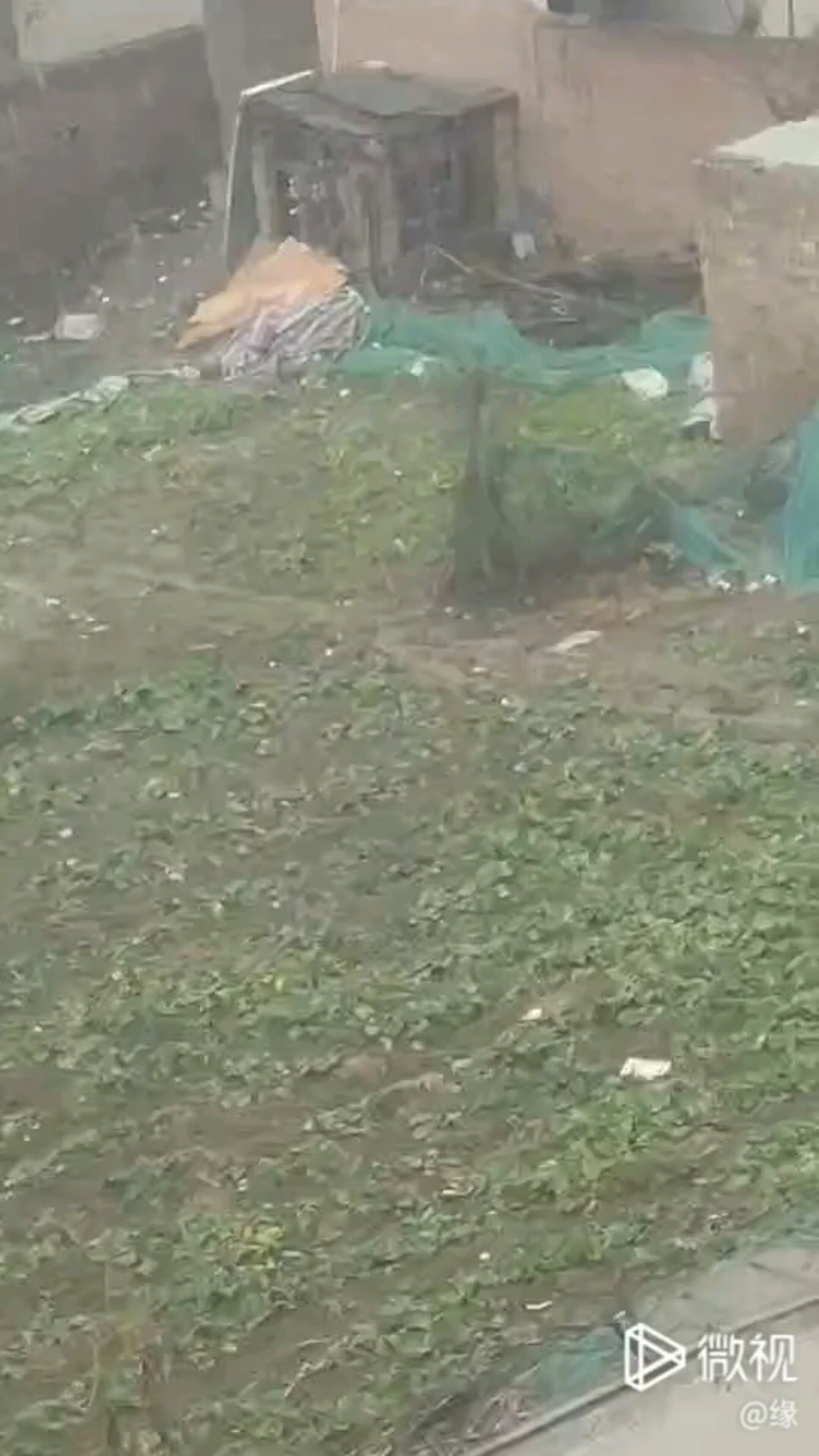 下雪🌨️了！来一起偷菜😂
