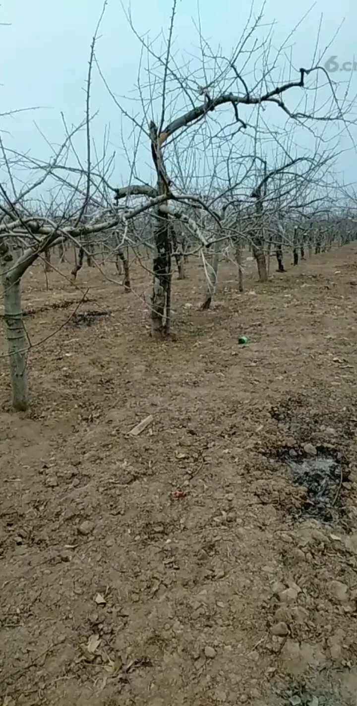 陕西省，洛川县，苹果种植基地，