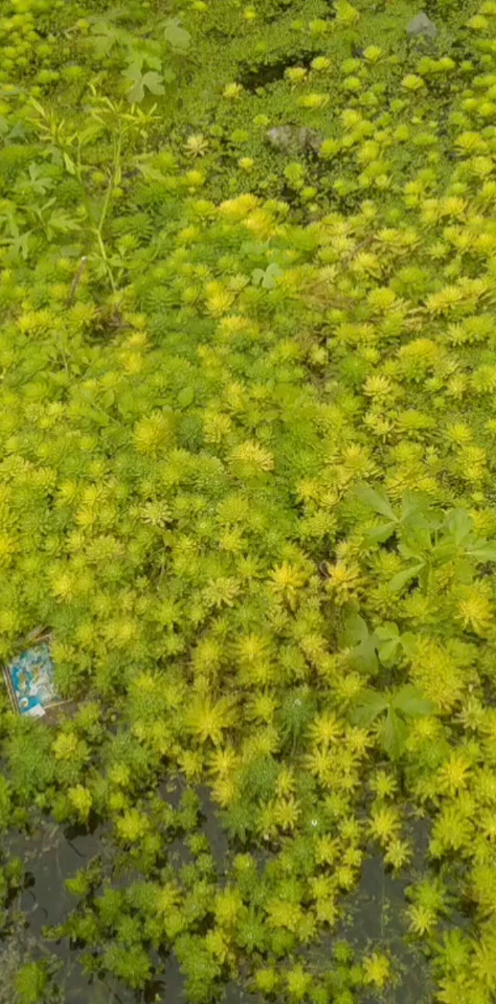 这草太没美啦