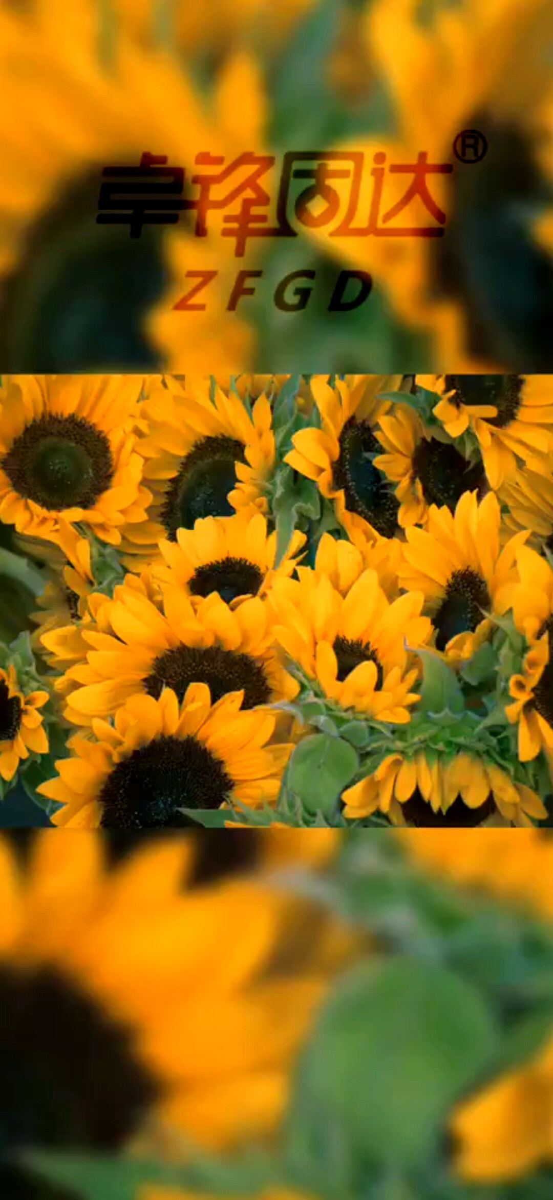 目标决定人生 －卓锋固达