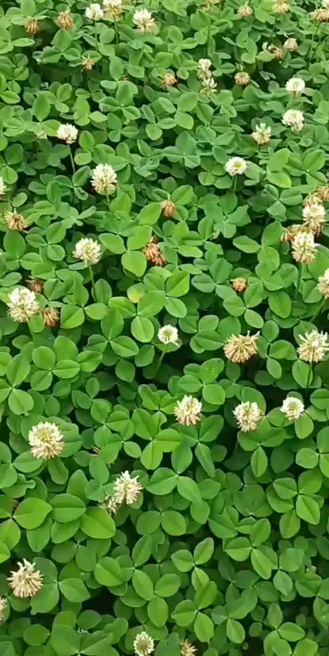 嘿嘿！三叶草花哦！