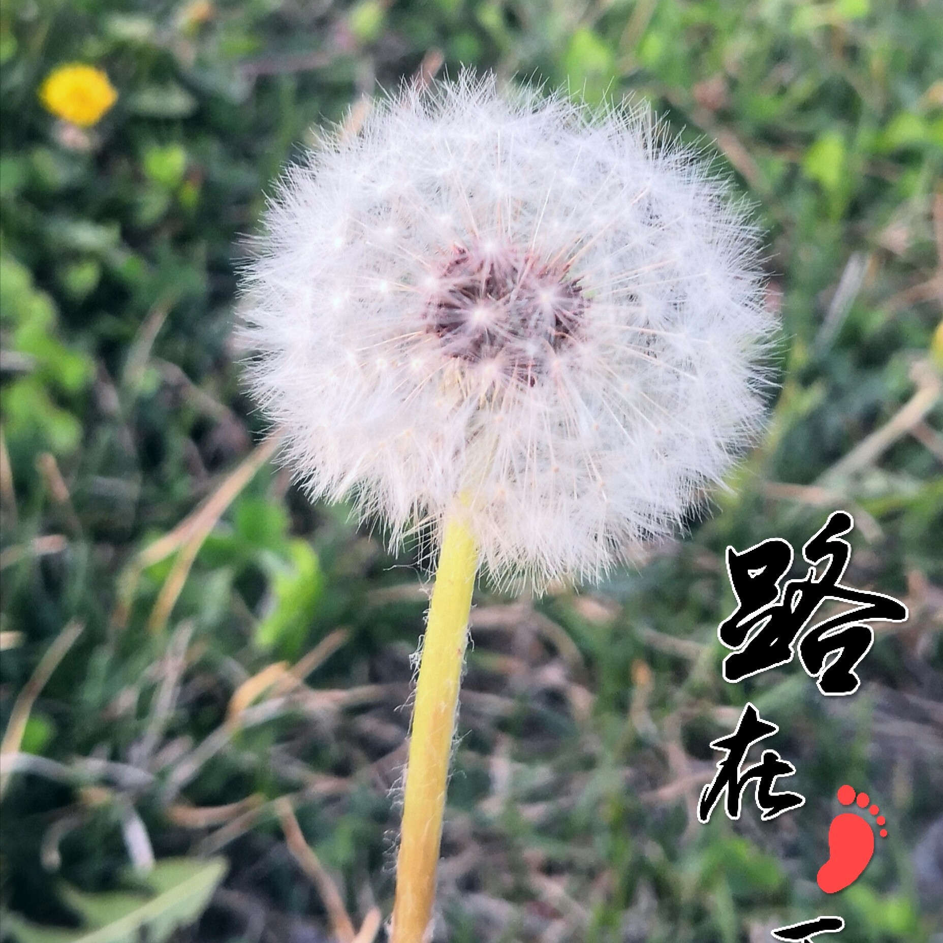 honey_雷爷海报