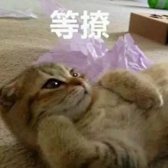 🐯晓看天色暮看云海报