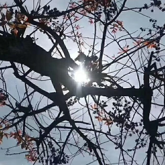 小草草莓海报