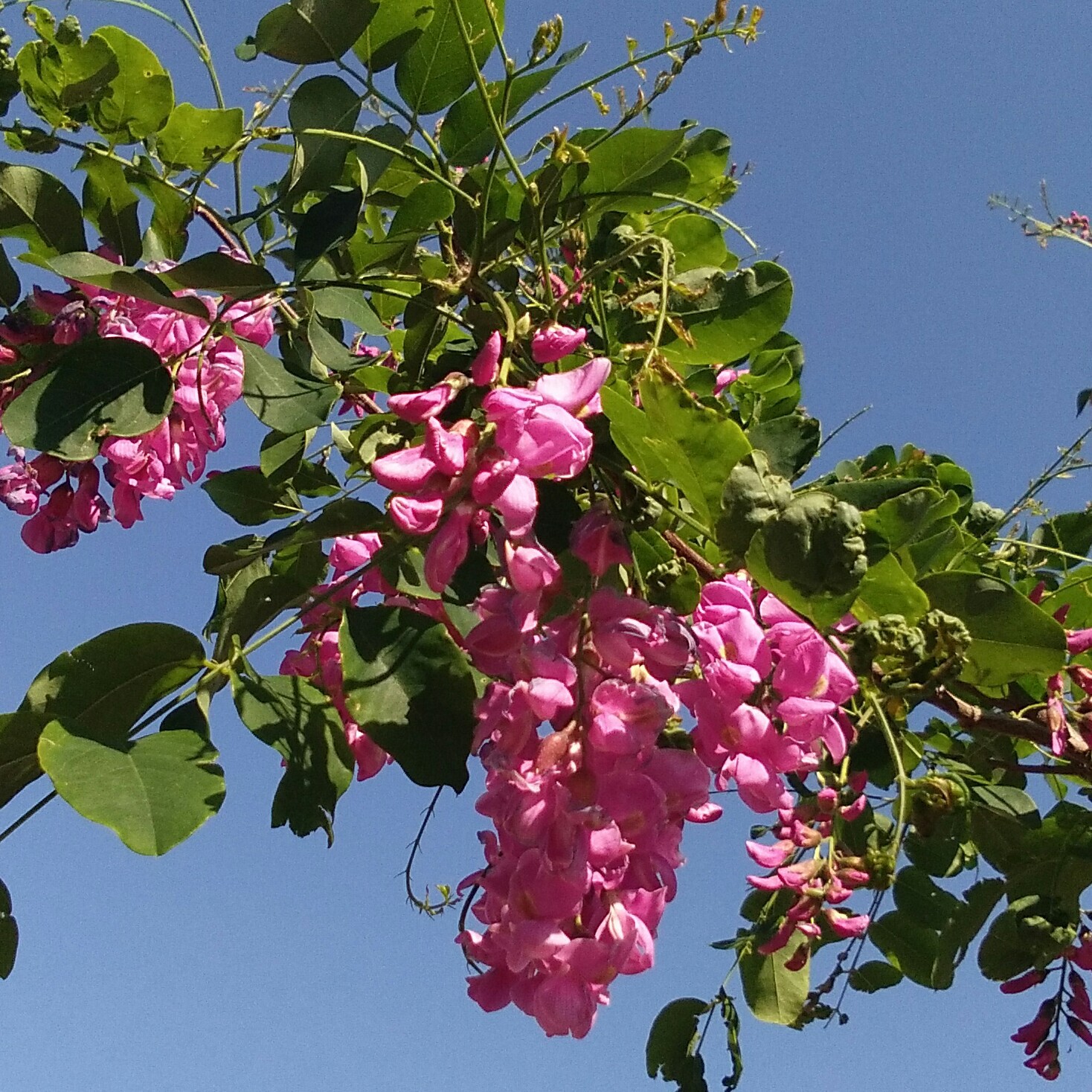 草原97花哥海报
