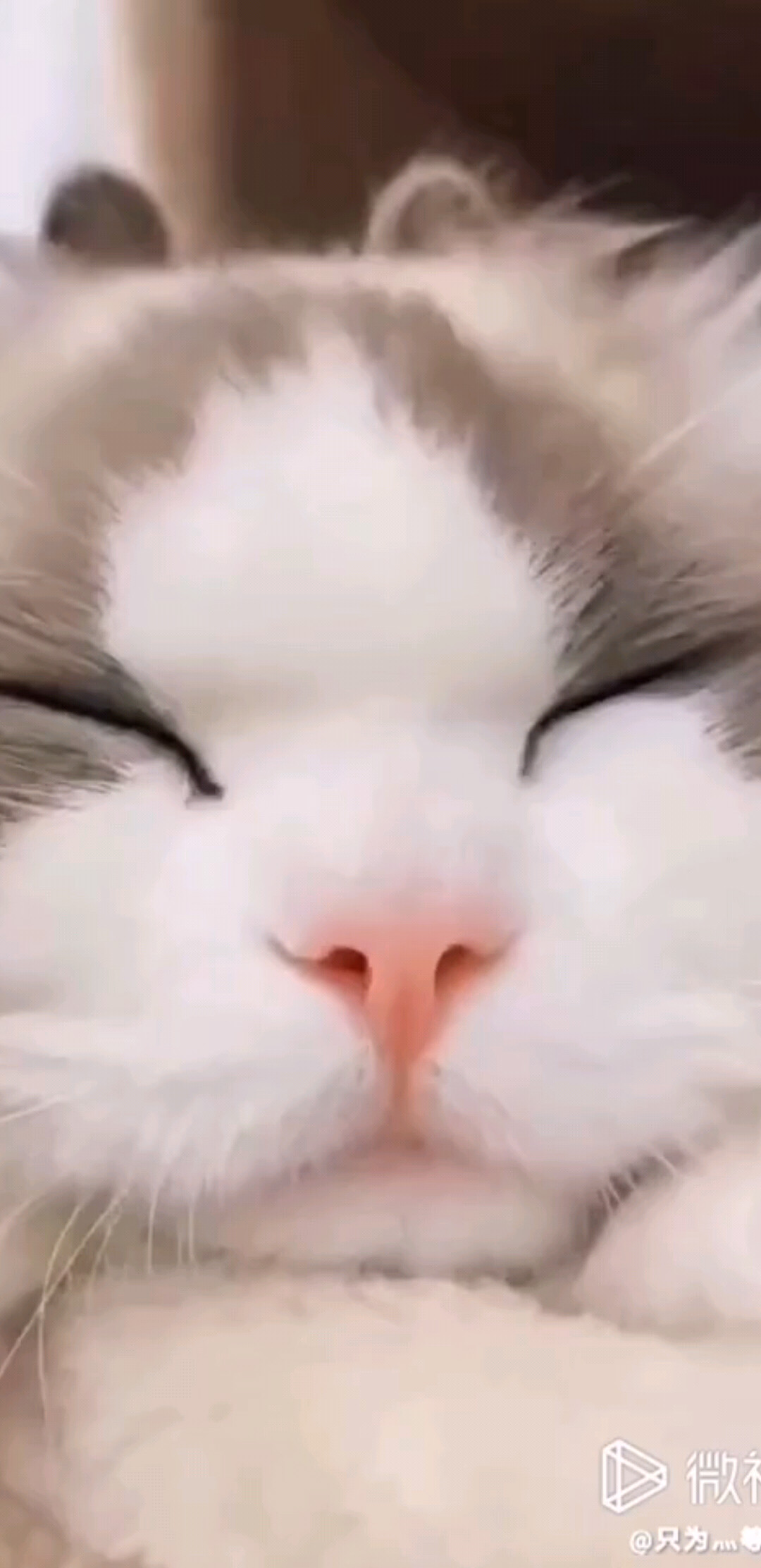 治愈系