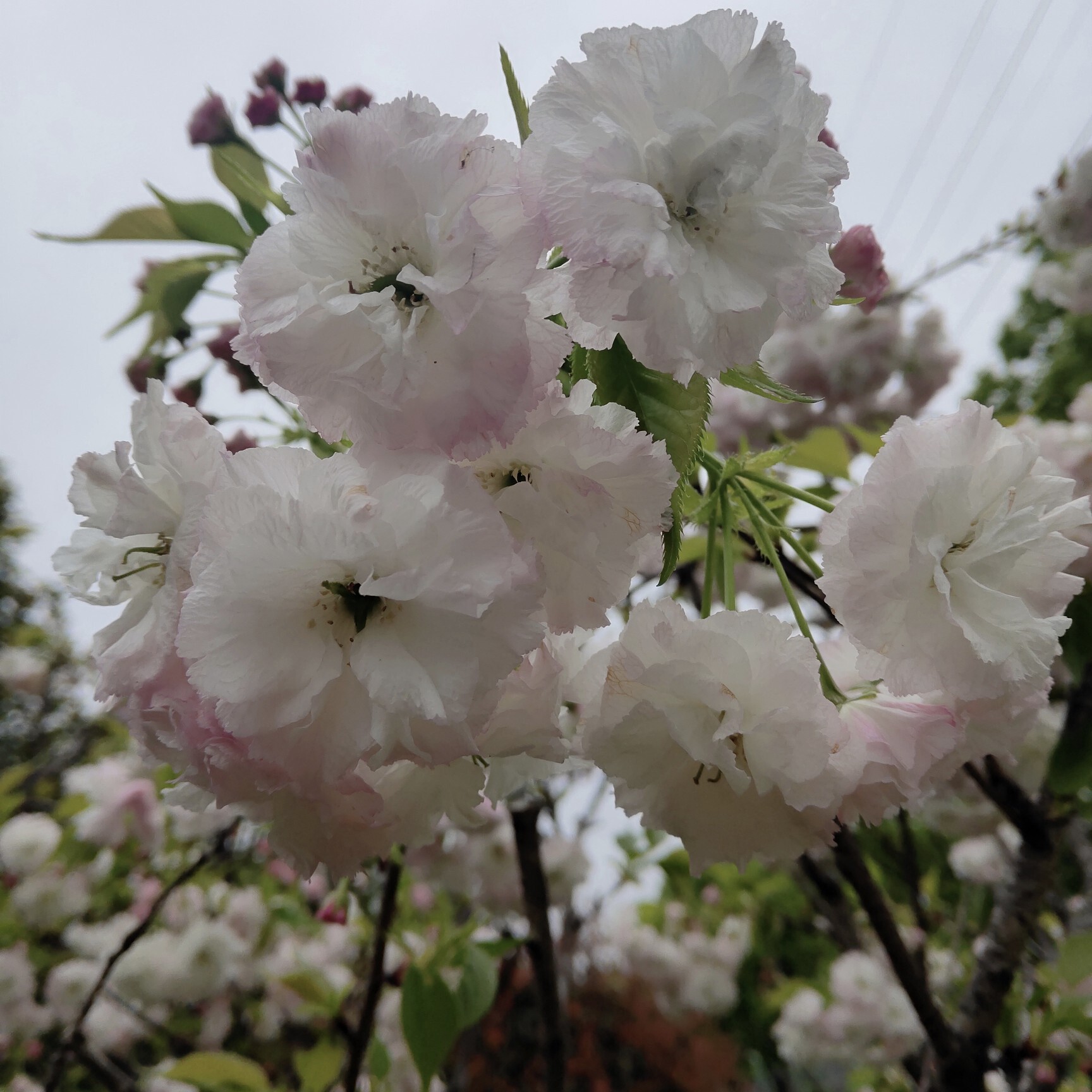 爱^O^小雨海报