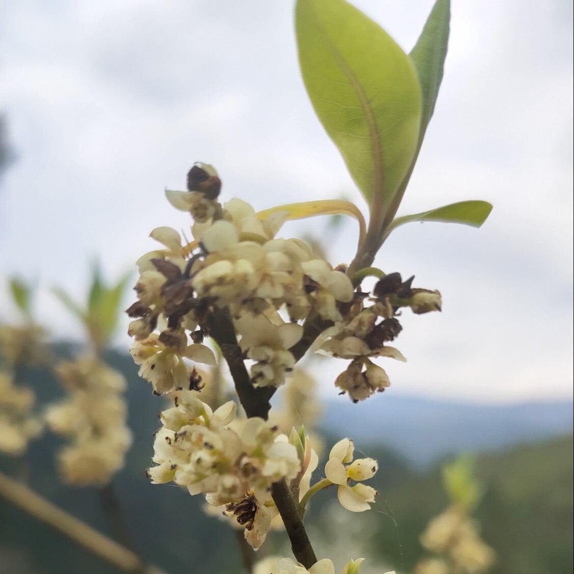 小苏格E海报