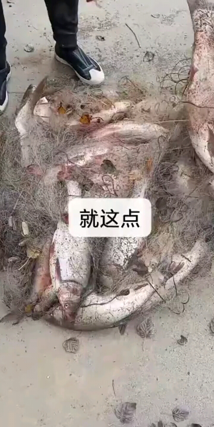 上大鱼了