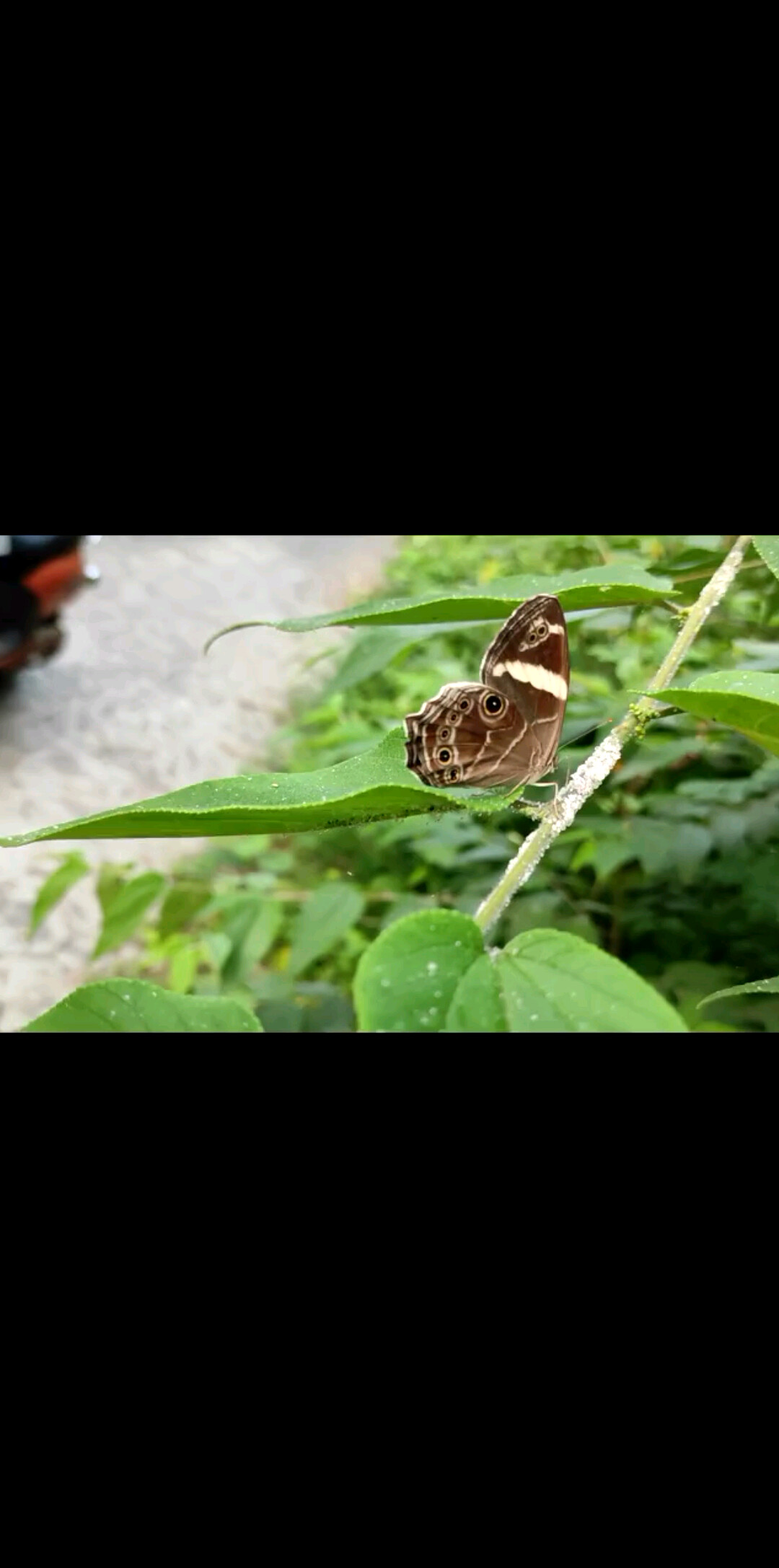 蝴蝶是这样用餐的！