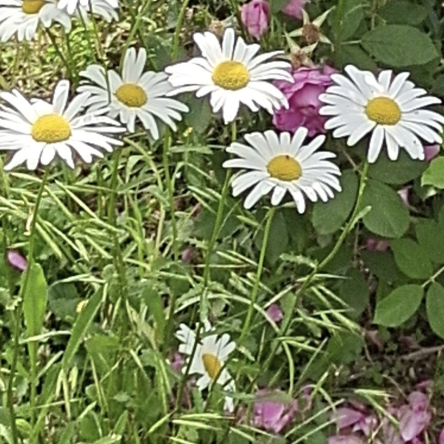 🌸🎶花一花海报