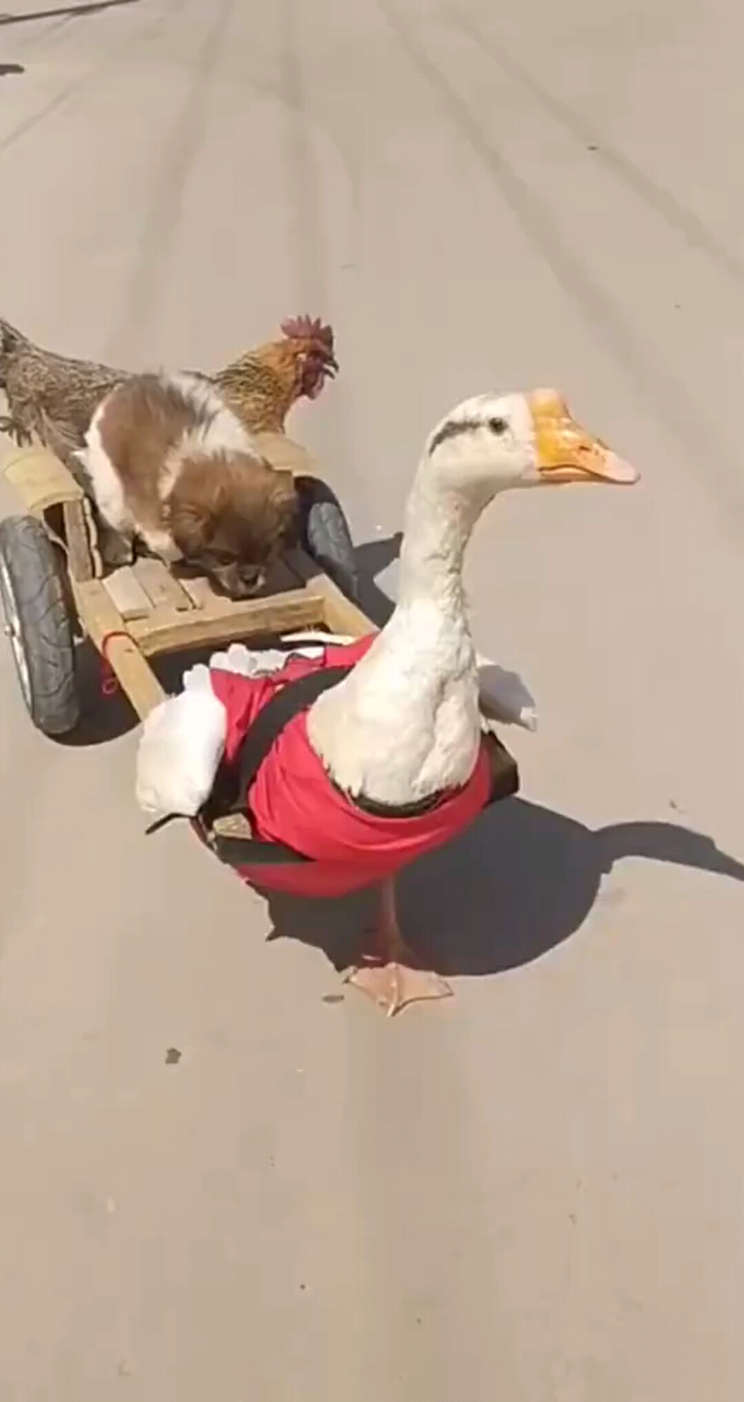 大家早上好