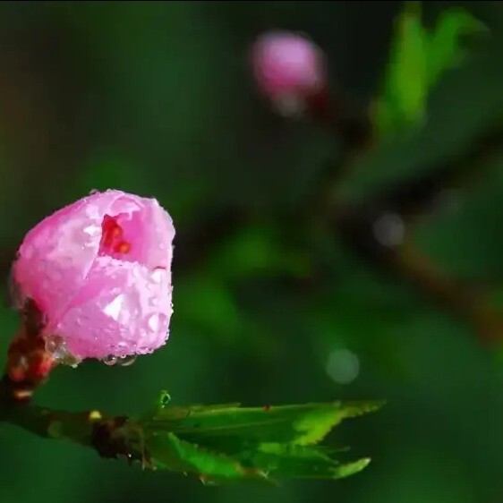 憨小憨🍏海报