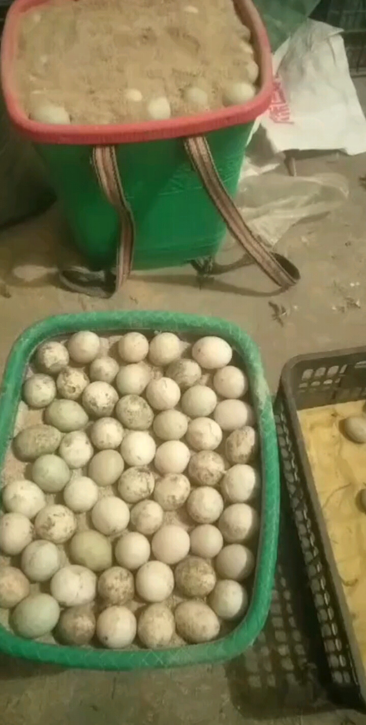 2019年每天要捡数不清的鸭蛋