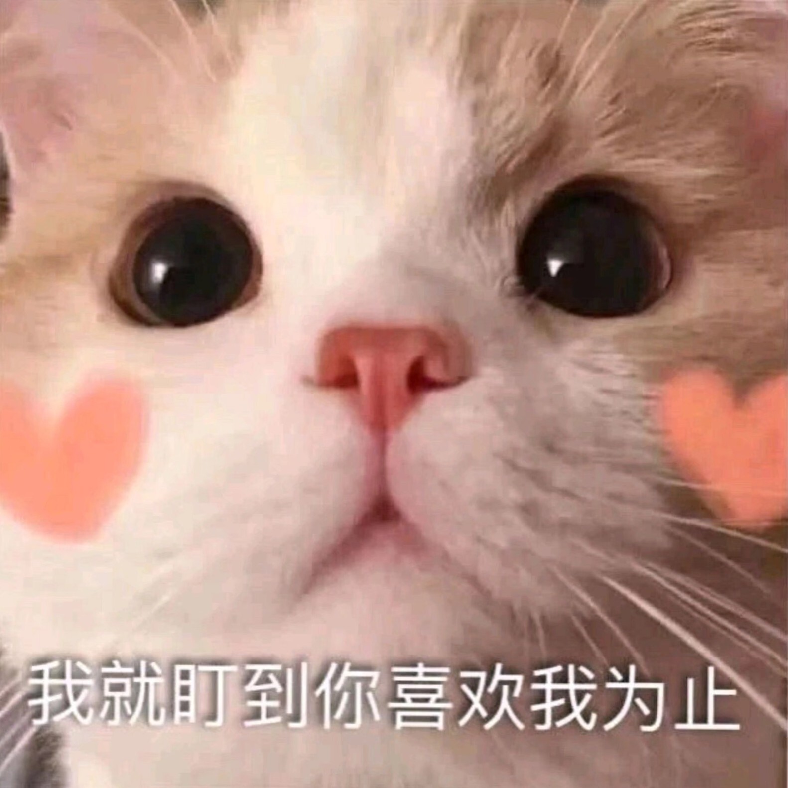 小混蛋♡凡凡海报