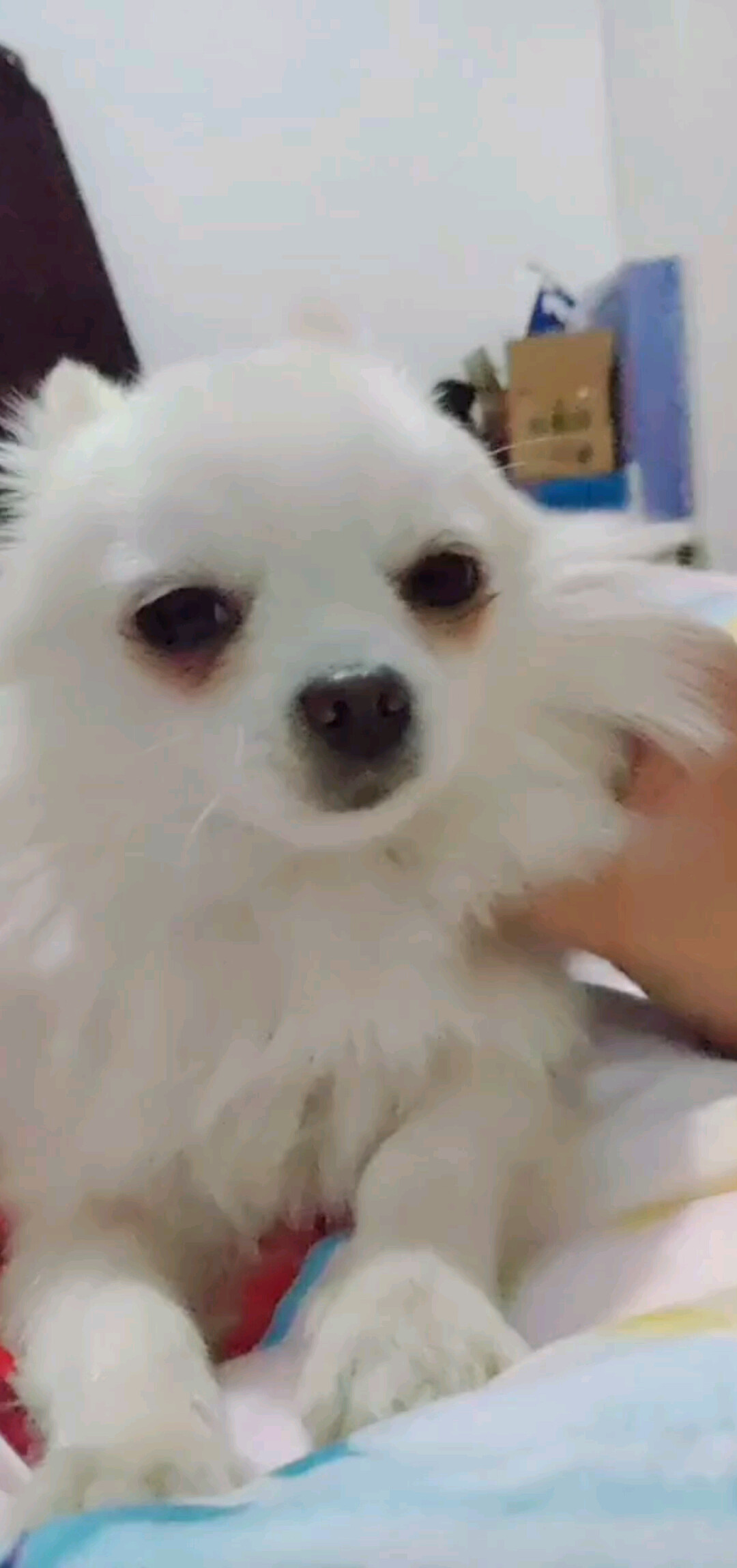 小狮子