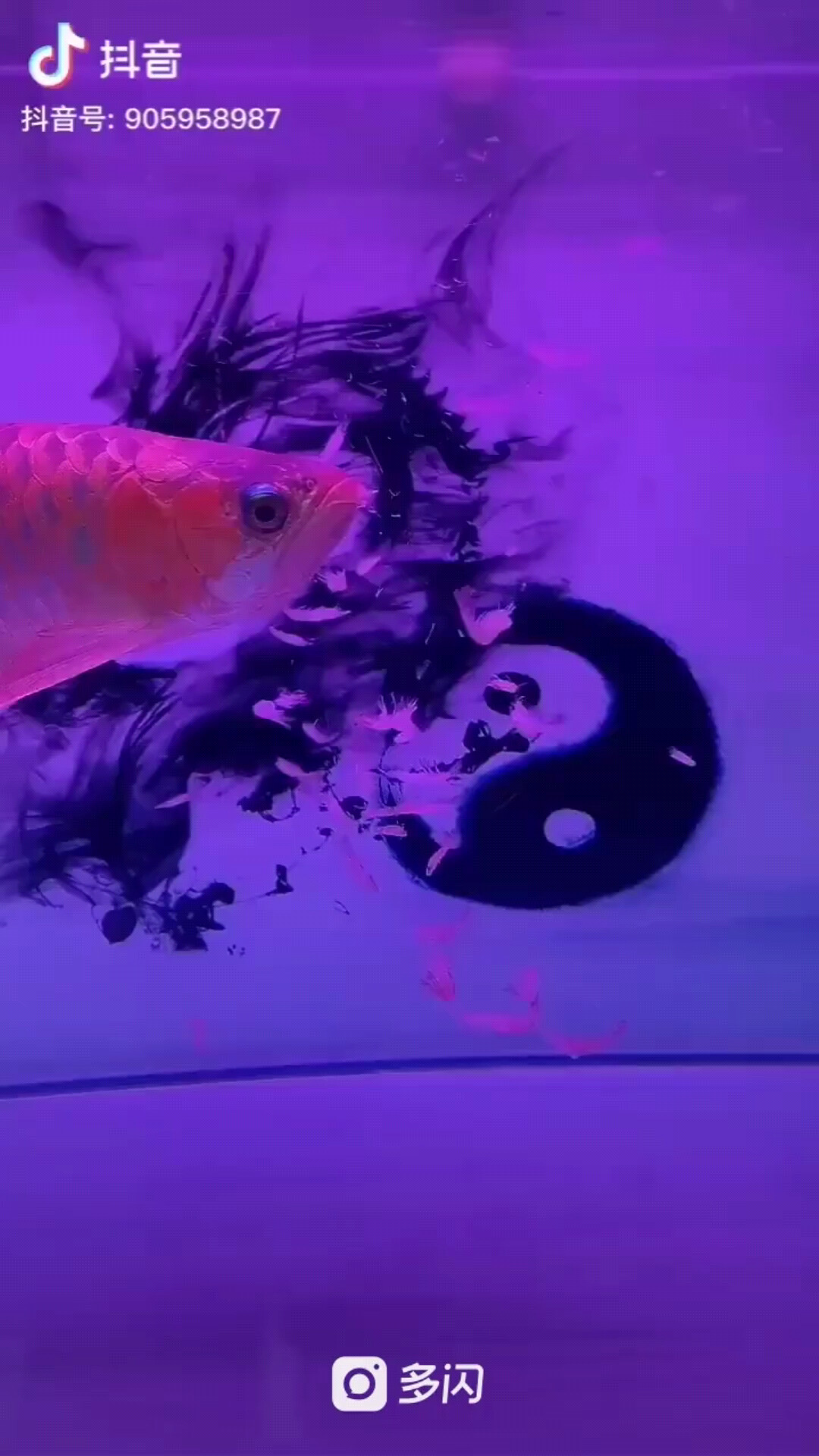红龙