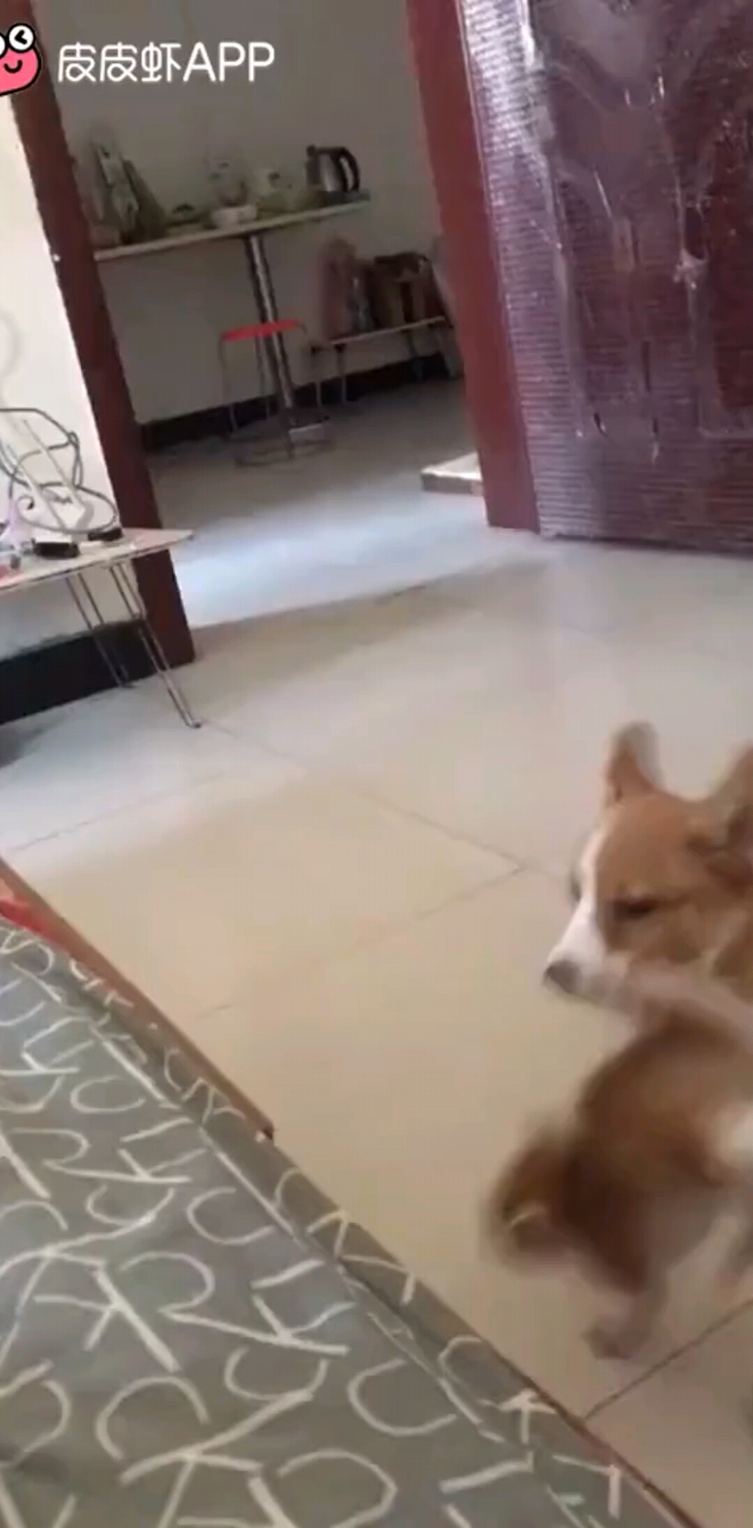 这个狗🐶可厉害了