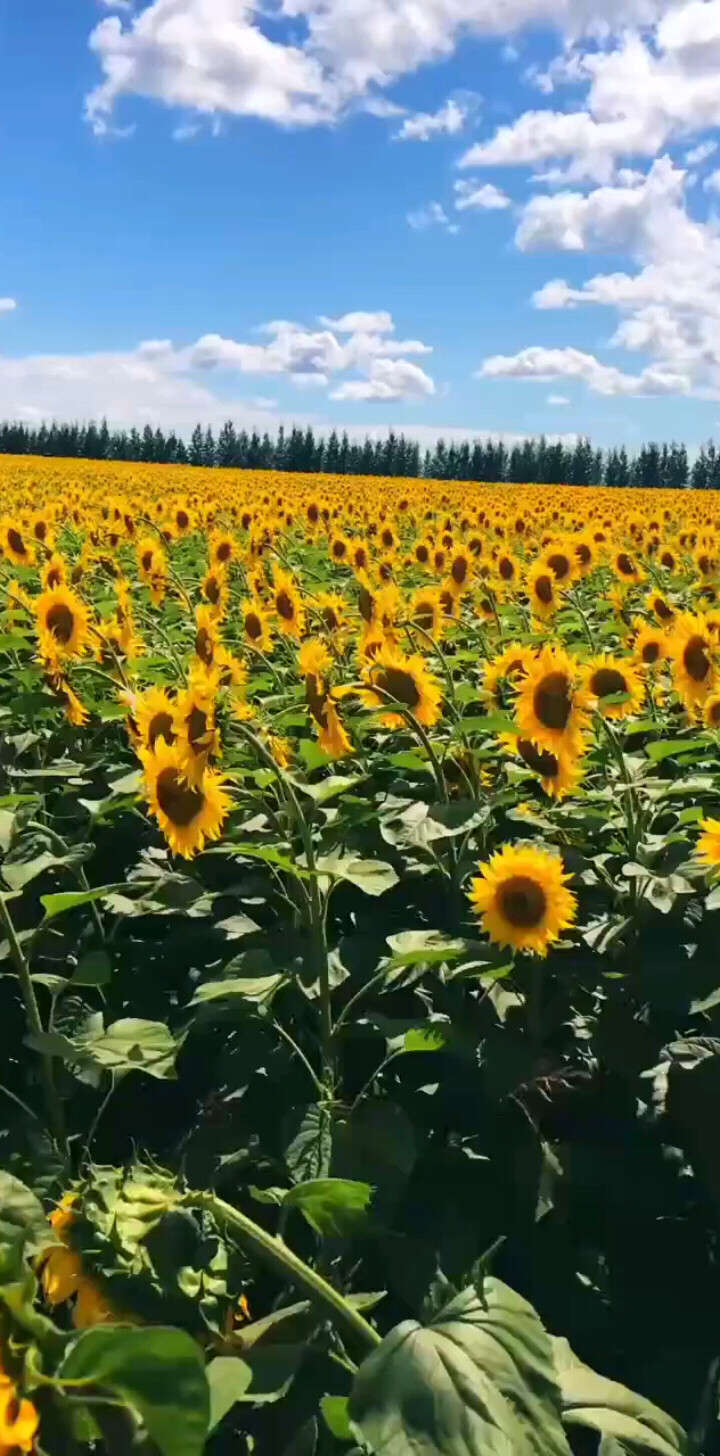 向日葵🌻