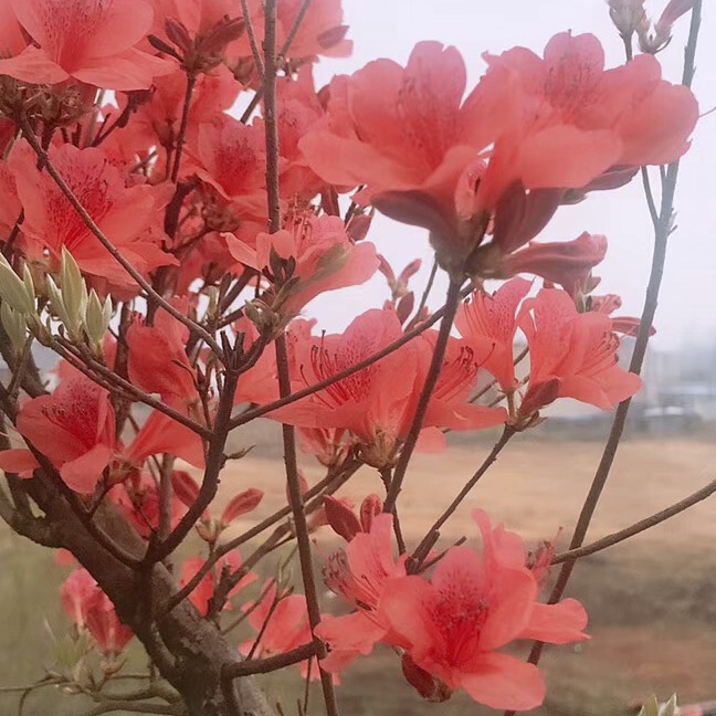 平安是福enh海报