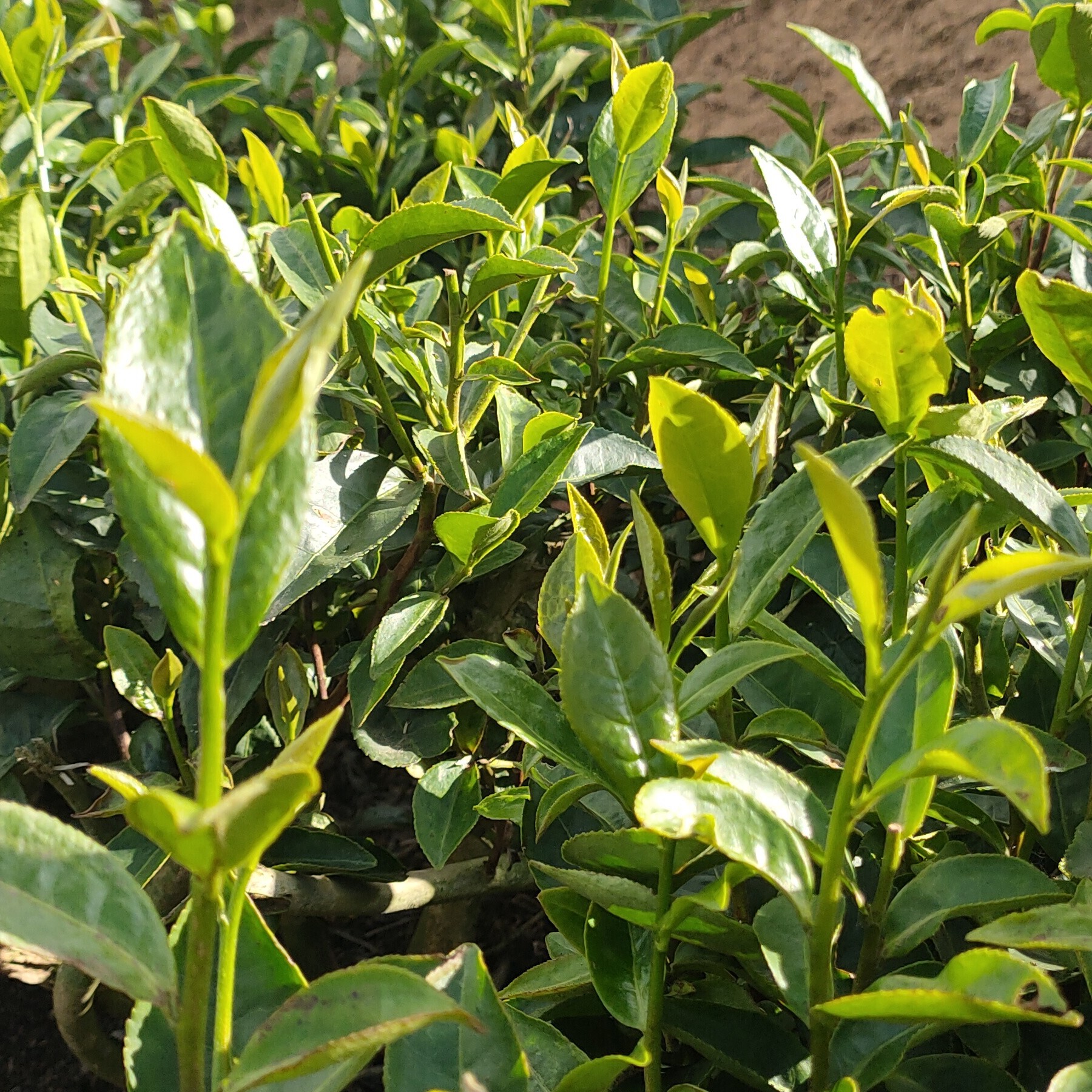 仙蒲青龙山茶叶海报