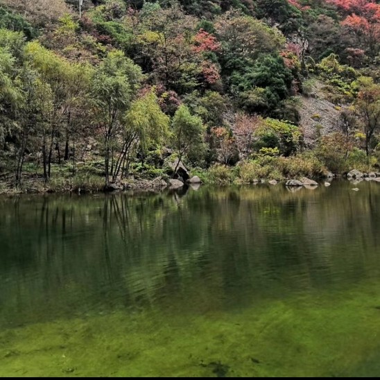 🌳忘忧草🌲🎄海报