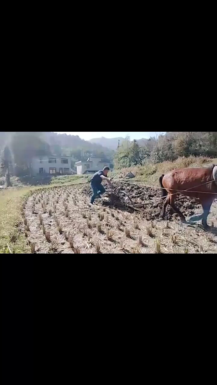 有进步，原生态的，第一次见马犁