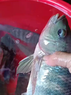 真的好想像鱼一样，活的自由自在