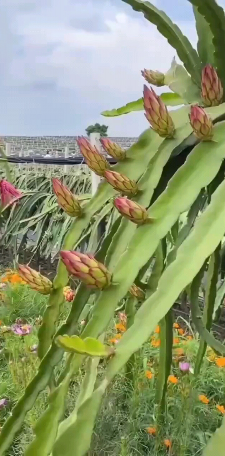 火龙果花开